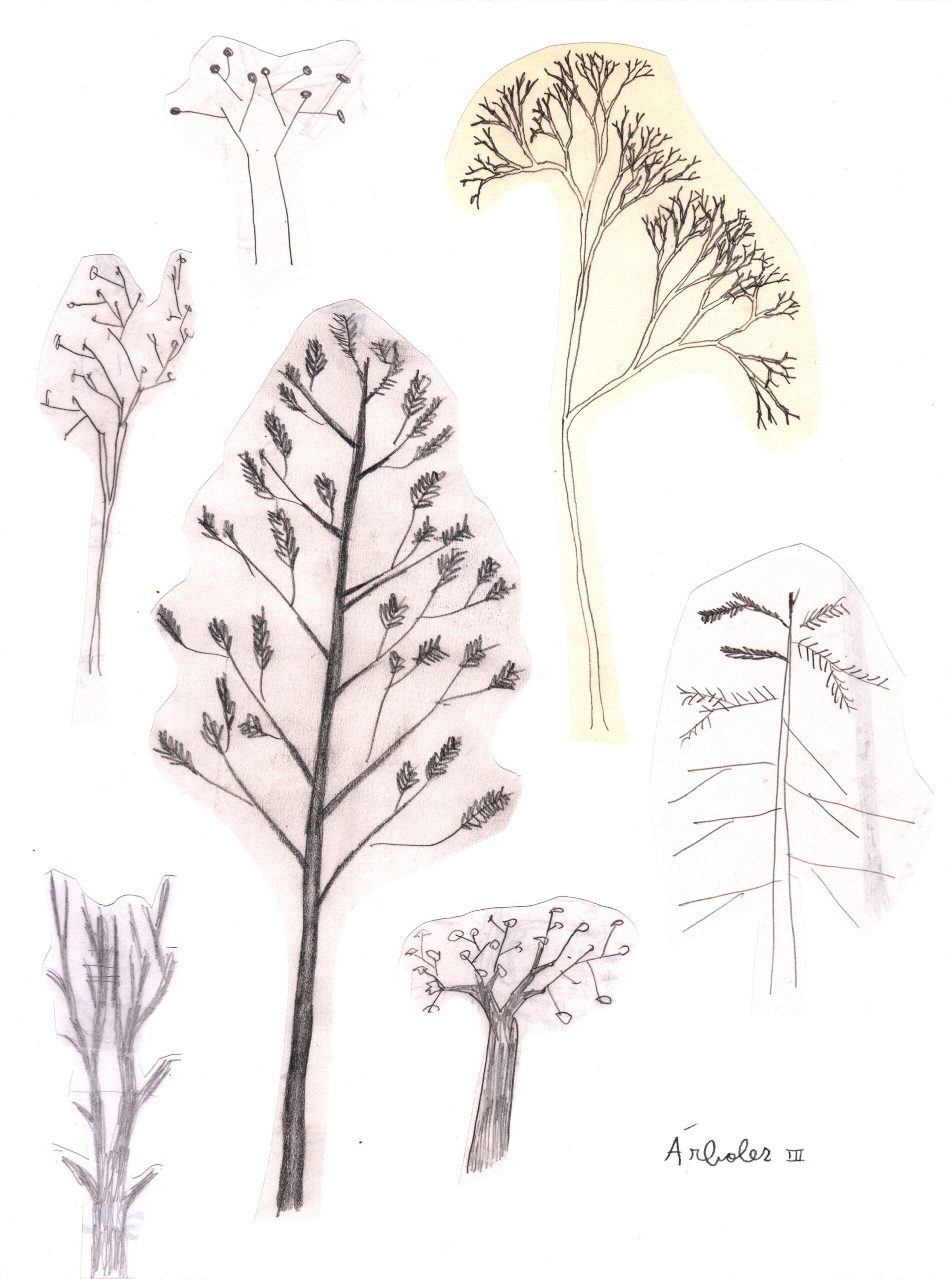 Árboles III. Series La isla de la juventud