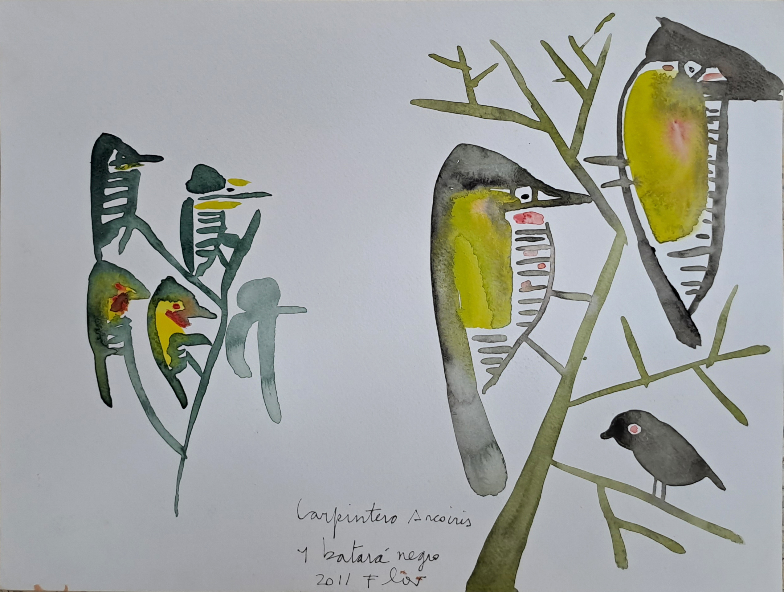 Carpintero Arcoíris y Batará negro